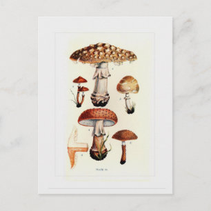 Fungi Vykort