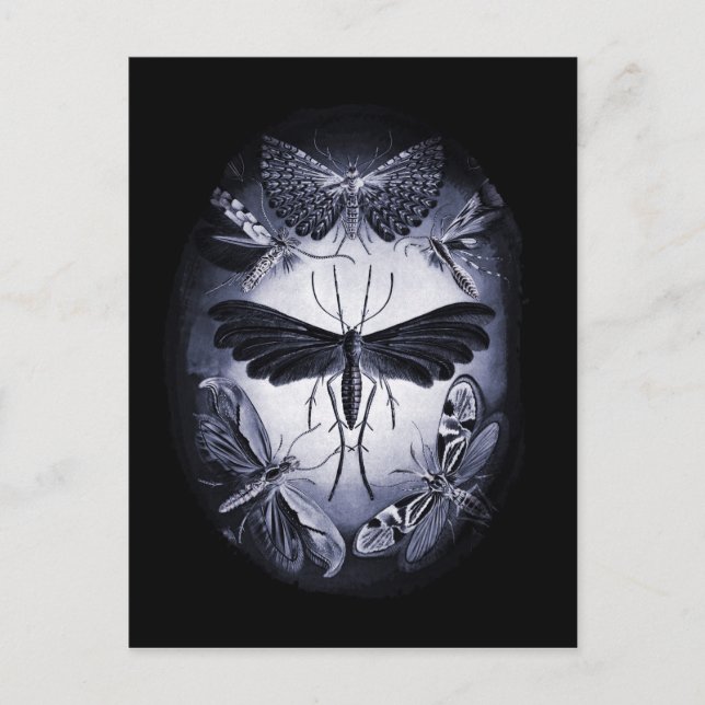 Fungus Moths i Twighlight Vykort (Framsida)