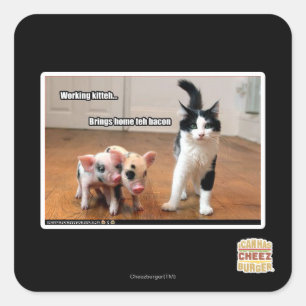 Funktionsduglig kitteh fyrkantigt klistermärke
