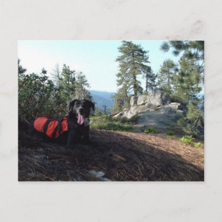 Funktionsdugliga hundar för hundHaley beskydd Vykort