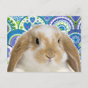 Funky Bunny Vykort