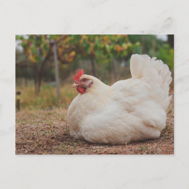 Funky Chicken Hen Hy-Line Silver Brown Vykort (Framsida)
