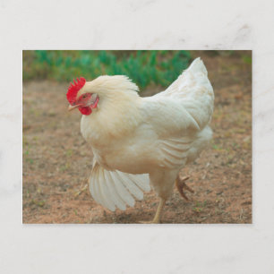 Funky Chicken Hen Hy-Line Silver Brown Vykort