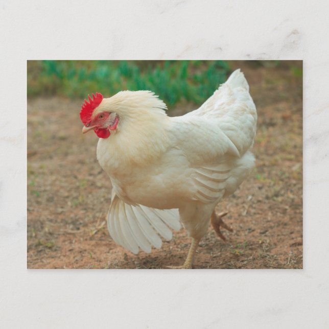 Funky Chicken Hen Hy-Line Silver Brown Vykort (Framsida)
