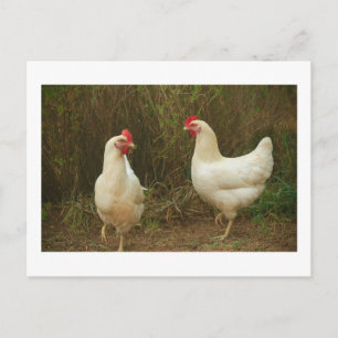 Funky Chicken Hen Hy-Line Silver Brown Vykort