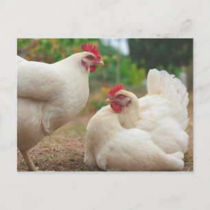 Funky Chicken Hen Hy-Line Silver Brown Vykort