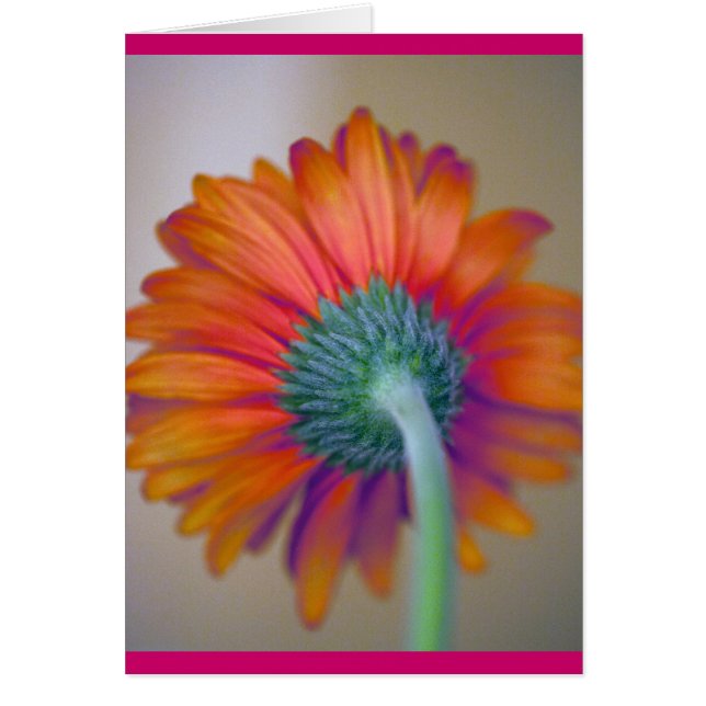 Funky Gerbera Hälsningskort (Framsidan)