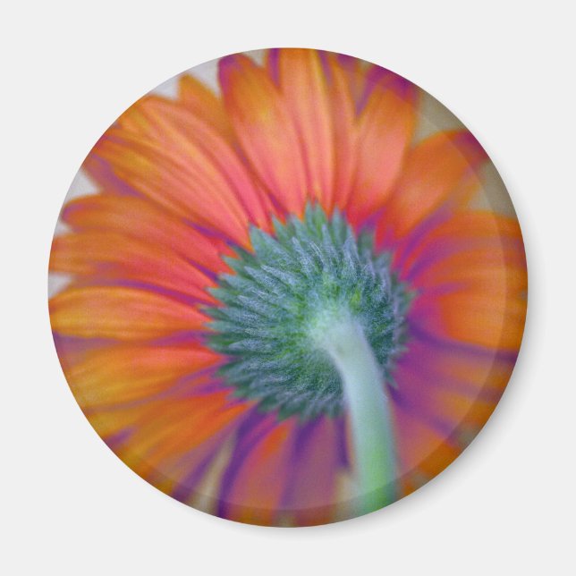 Funky Gerbera Magnet (Framsidan)