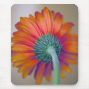 Funky Gerbera Musmatta