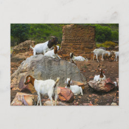 Funky getter Rödvita stående gående Helg Vykort