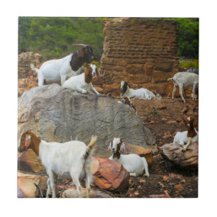 Funky Goats Ginger White Walking Kakelplatta