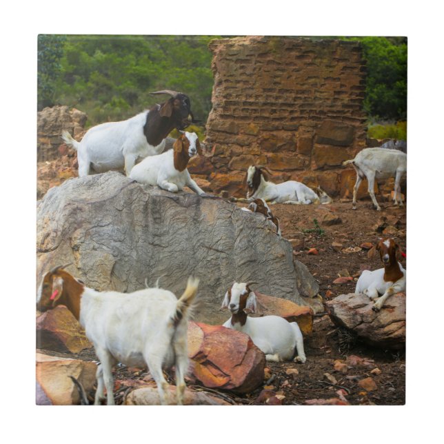 Funky Goats Ginger White Walking Kakelplatta (Framsidan)