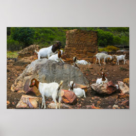 Funky Goats Ginger White Walking Poster
