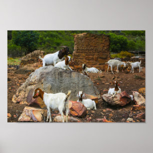Funky Goats Ginger White Walking Poster
