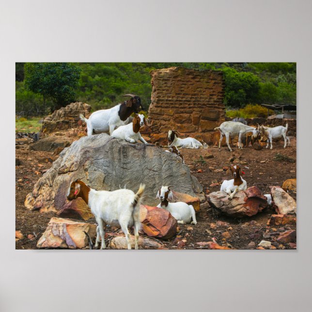 Funky Goats Ginger White Walking Poster (Framsidan)