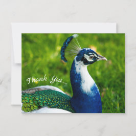 Funky Peacock platt tackkort Tack Kort