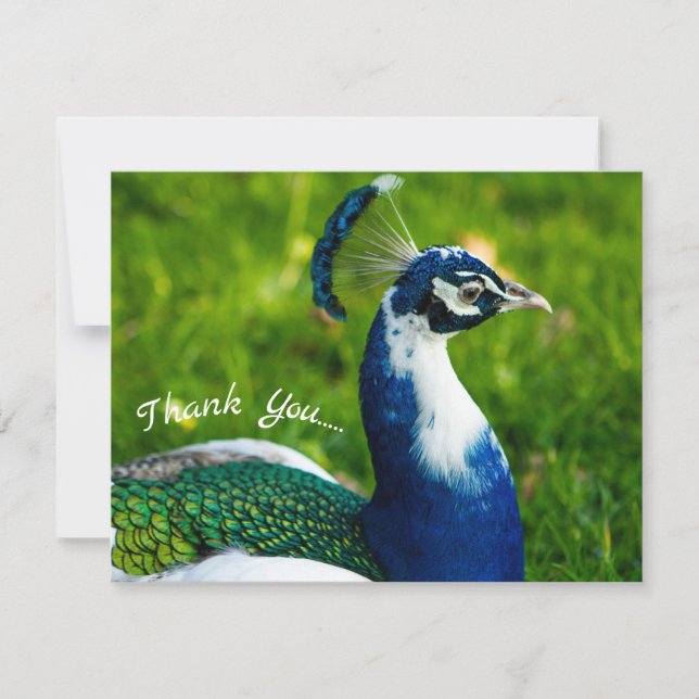 Funky Peacock platt tackkort Tack Kort (Framsida)