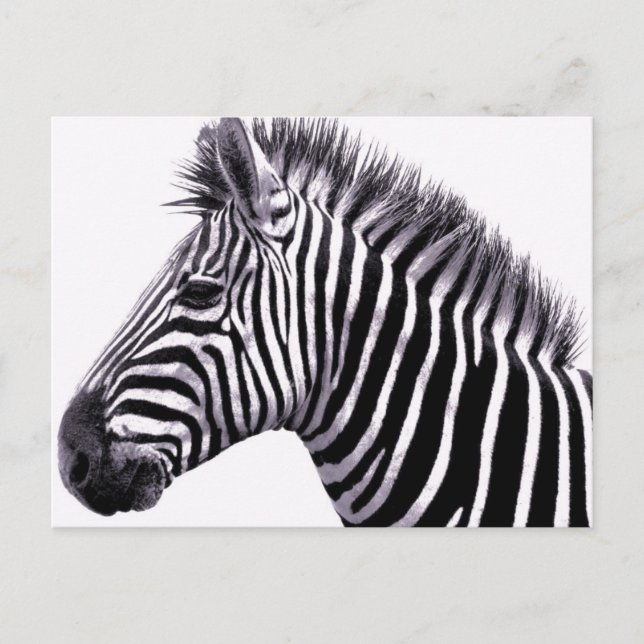 Funky Zebra-vykort Vykort (Framsida)
