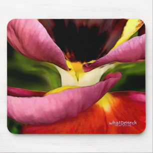 Funneling Pansy Musmatta