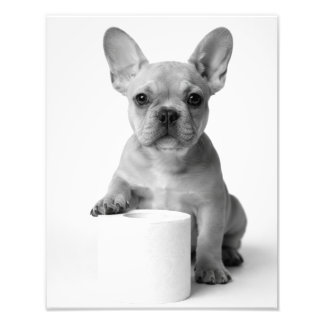Funny Aesthetic French Bulldog Toilet Paper Photo Fototryck