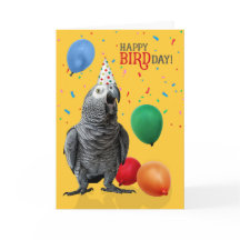 Funny African Grått Parrot Birthday Humor