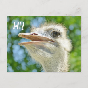 Funny African Ostrich - Hi Postcard Vykort