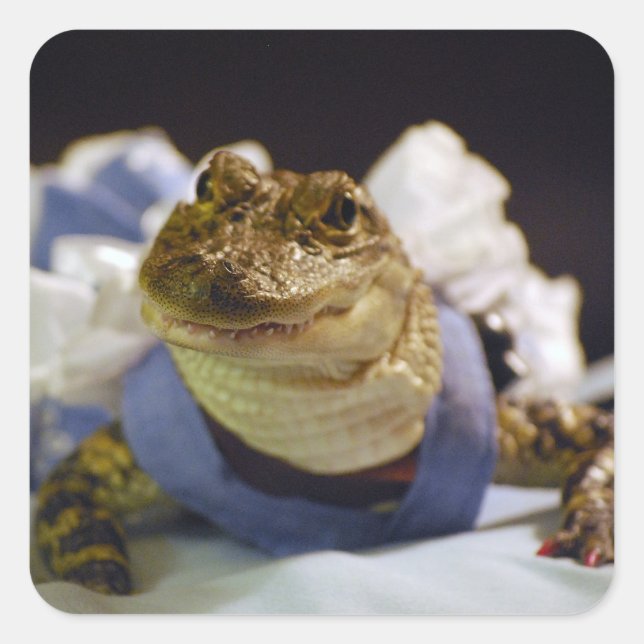 Funny Alligator Stickers Fyrkantigt Klistermärke (Framsida)