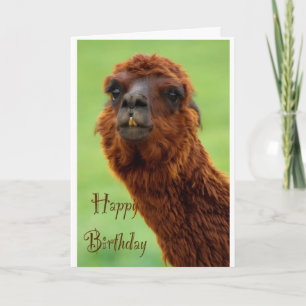 Funny Alpaca-födelsedagskort Kort