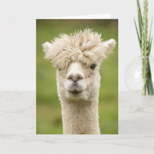 Funny Alpaca-födelsedagskort Kort