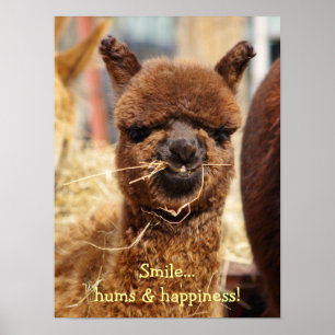 Funny Alpaca Poster