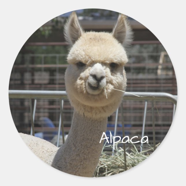 Funny Alpaca Sticker Runt Klistermärke (Framsida)