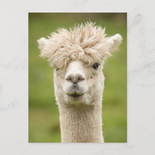 Funny Alpaca Vykort (Framsida)