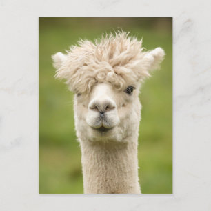 Funny Alpaca Vykort