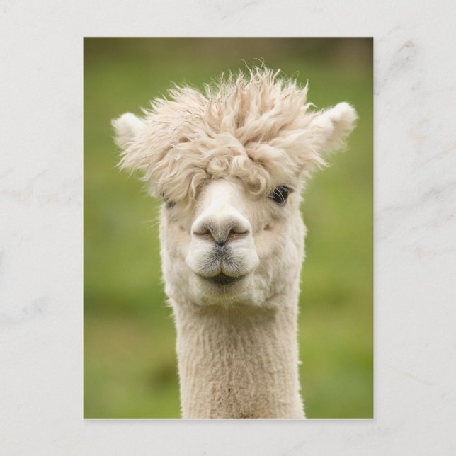 Funny Alpaca Vykort (Framsida)
