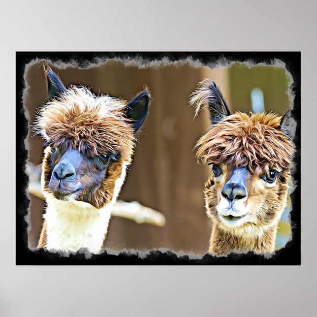 Funny Alpacas Poster (Framsidan)