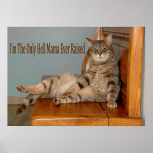Funny Animal Memes Cat Memes Humorous Photos Poster