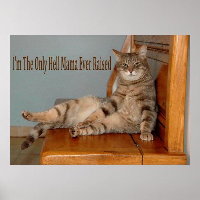 Funny Animal Memes Cat Memes Humorous Photos Poster (Framsidan)