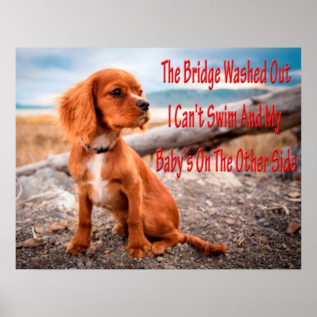 Funny animal memes Dog memes Humorous Photos Poster (Framsidan)