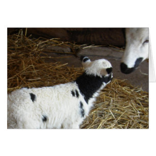 Funny Ansikte Lamb Hälsningskort