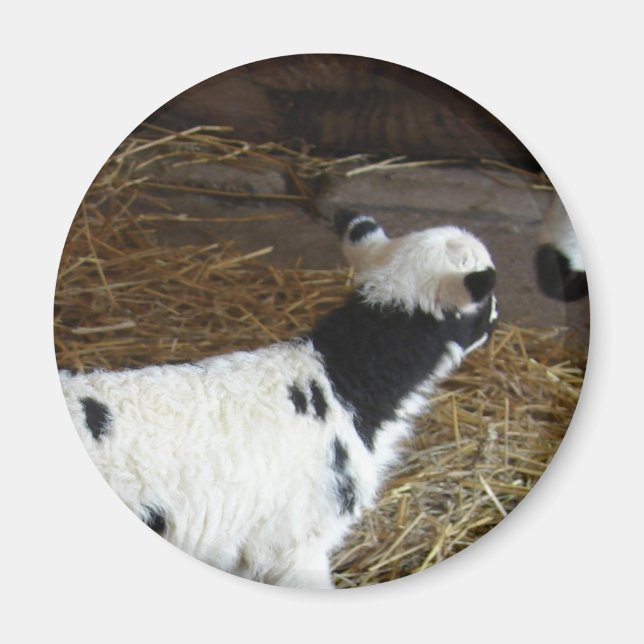Funny Ansikte Lamb Magnet (Framsidan)