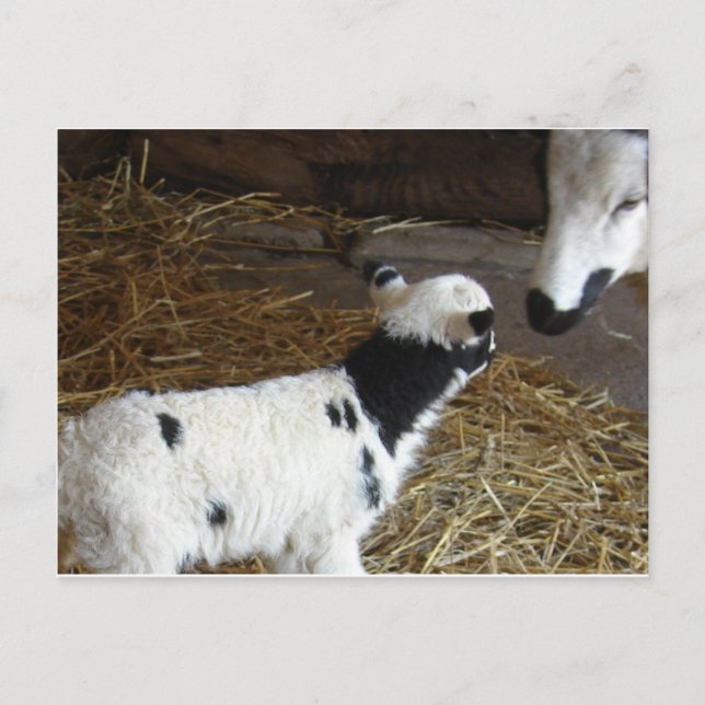 Funny Ansikte Lamb Vykort (Framsida)