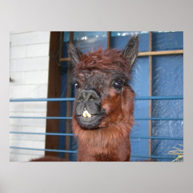 Funny Ansikte Llama Poster (Framsidan)