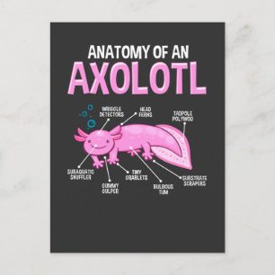 Funny Axolotl Anatomy Biology Cute Amphibian Vykort