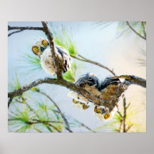 Funny Baby Underbar Horned Uggla Wildlife Fine Art