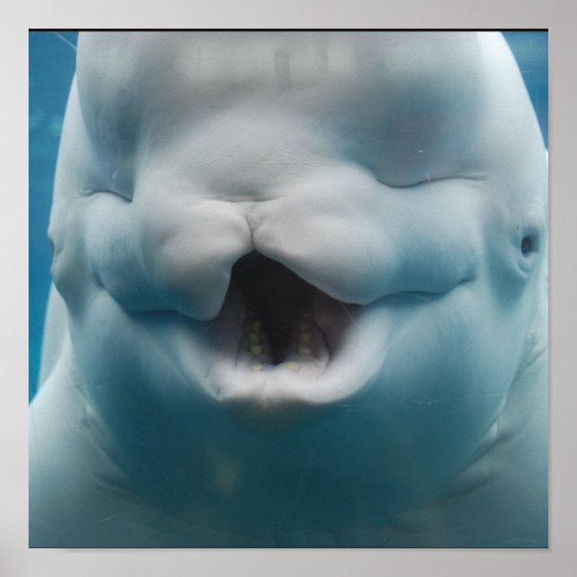 Funny Beluga Whale Poster (Framsidan)