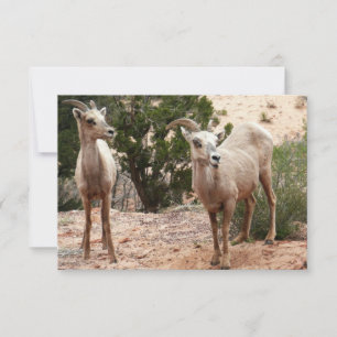 Funny Bighorn Sheep i Zion nationalpark