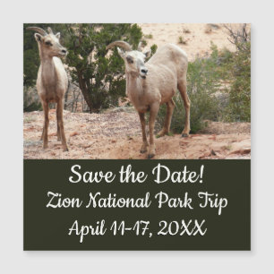 Funny Bighorn Sheep i Zion nationalpark