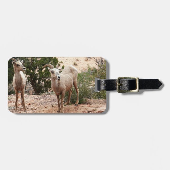 Funny Bighorn Sheep i Zion nationalpark Bagagebricka (Horisontell Framsida)