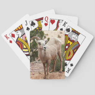 Funny Bighorn Sheep i Zion nationalpark Casinokort