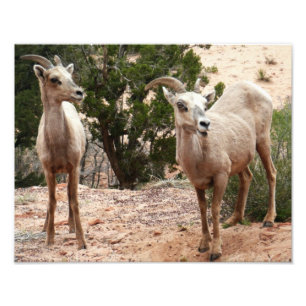 Funny Bighorn Sheep i Zion nationalpark Fototryck